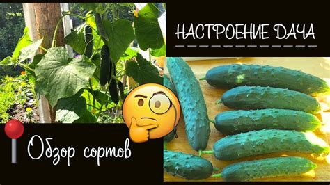 🧐 Обзор на огурец 🥒 " Зозуленок" F1 от Сибирского сада - YouTube