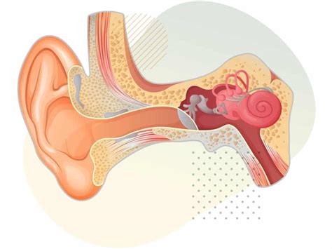 La Anatom A Del O Do Externo Medio E Interno Ilerna