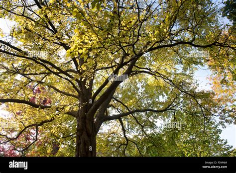 Cercidiphyllum Japonicum Katsura Tree In Autumn At RHS Wisley Gardens