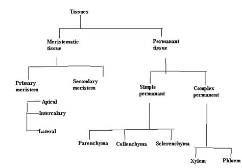 Different Types Of Tissues Chart