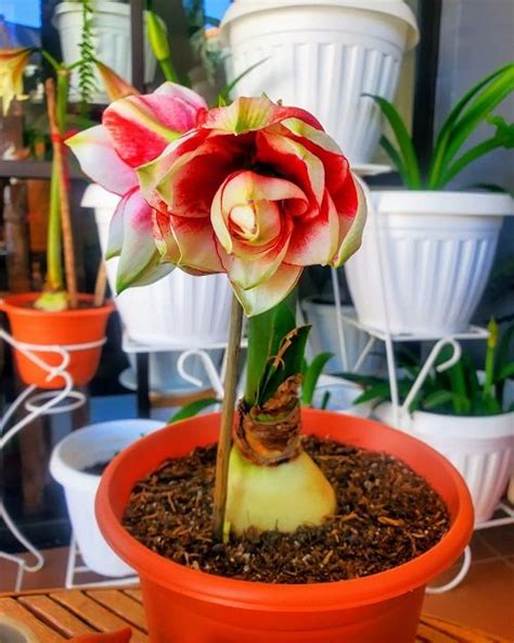 Best Amaryllis Colors and Varieties – careyfashion.com