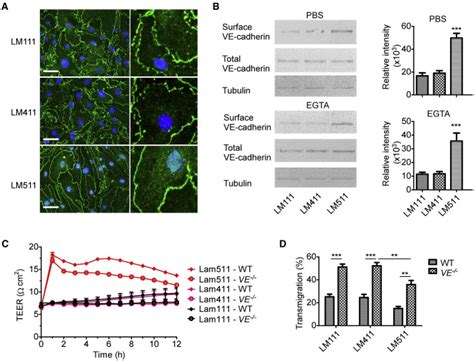 Endothelial Basement Membrane Laminin 511 Contributes To Endothelial