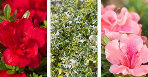 Dwarf Encore Azaleas + Companion Plants | Encore Azalea