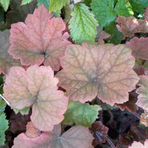 Tellima Grandiflora Rubra Une Vivace Couvre Sol à Belles Couleurs D