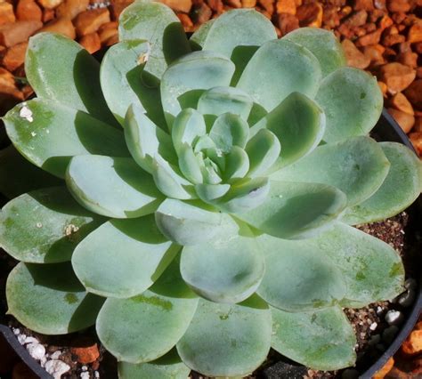 Como Cuidar Da Suculenta Rosa De Pedra Echeveria Elegans