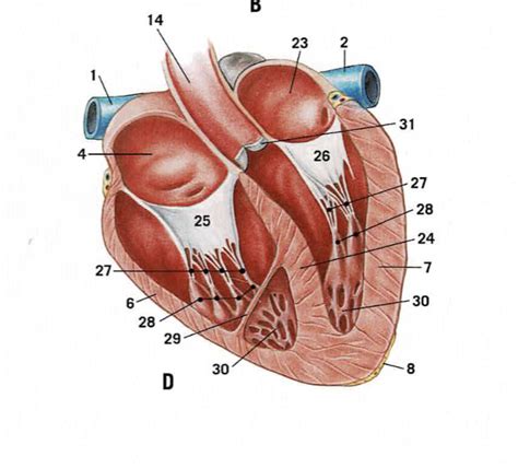 cat heart Diagram | Quizlet