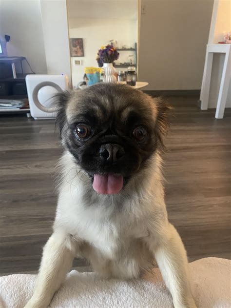 They Said She Was A Purebred Pug But Theres No Way Any Guesses R