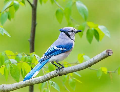 Nature's Pocket-Sized Wonders: 20 Small Birds in the UK - The Worlds ...