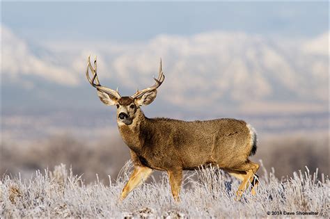 Frosty Mule Deer Buck Rocky Mountain Arsenal Nwr Co Dave Showalter