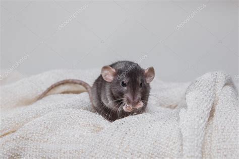 Brown domestic rat — Stock Photo © averyanova #66172677