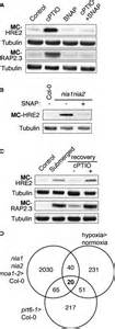 Nitric Oxide Sensing In Plants Is Mediated By Proteolytic Control Of