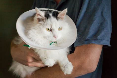 Cómo Hacer Un Collar Isabelino Suave Para Gatos Elizabethan Collar