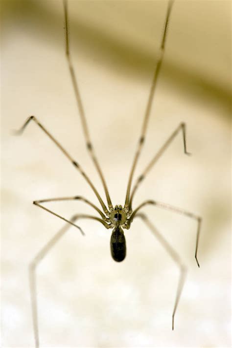 Skull Head Spider Spider Skull Golden State