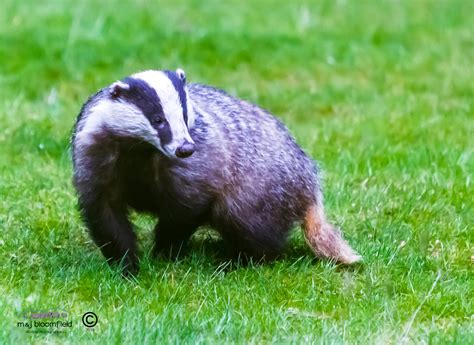 The Badgers are back » M&J Bloomfield Blog