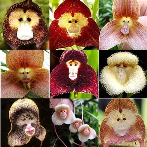 Rare Monkey Face Orchid Seeds Cymbidium Seed Ebay