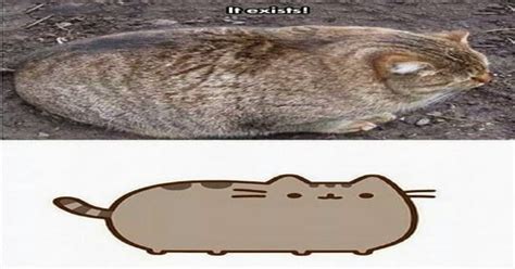 Real Life Pusheen Pusheen