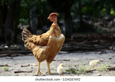 Naked Neck Chicken Images Stock Photos D Objects Vectors