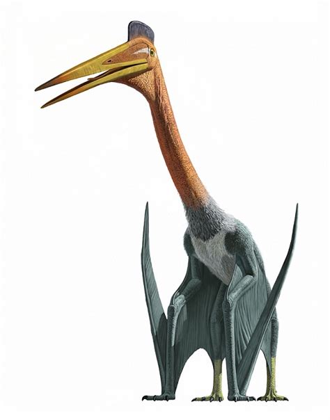 Quetzalcoatlus Facts Etymology Behavior And Adaptation