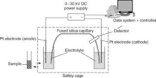 Electrophoresis Overview Principles And Types Microbiology Notes