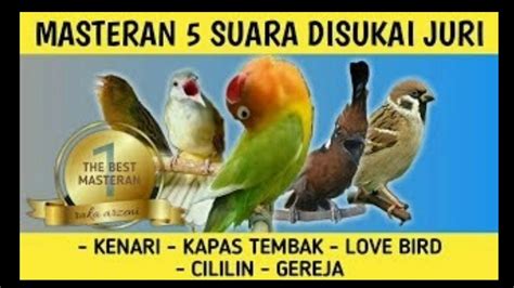 Masteran Lengkap Burung Kenari Gereja Lovebird Cililin Kapas Tembak