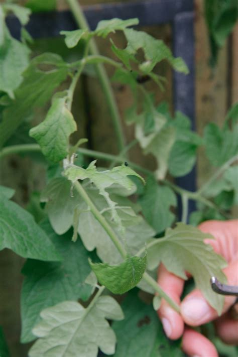 Cabbage Loopers: What Are They and How Can You Control Them? • Gardenary