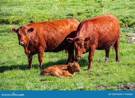 Protective Red Heifer Cow Parents Stock Image Image Of Agriculture