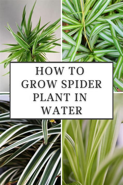 How To Grow Spider Plant In Water 5 Essential Tips