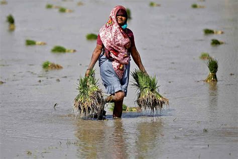 The Daily Herald India Imposes Major Rice Export Ban Triggering