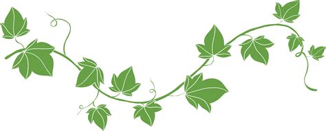 Simplicity Ivy Freehand Drawing Flat Design 11048356 PNG