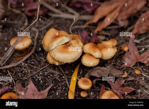 Wild Mushrooms Growing In Garden Mulch Usa Stock Photo Alamy