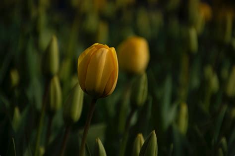 Yellow Tulip Flower · Free Stock Photo