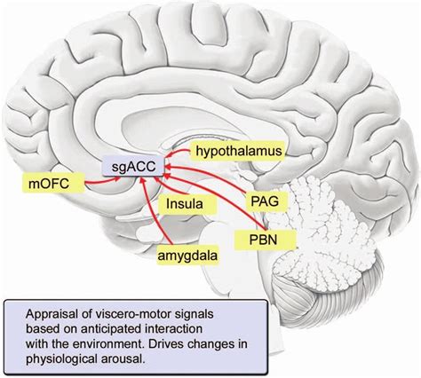 Anterior Cingulate Cortex