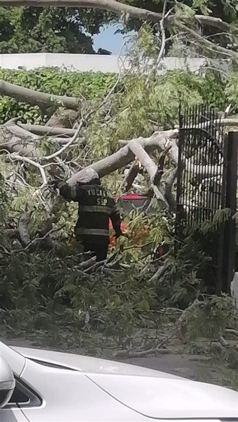 Cae árbol encima de seis vehículos que estaban estacionados en una