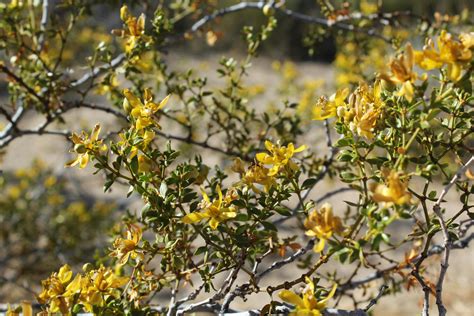 Free stock photo of desert flowers, desert plants, flowers