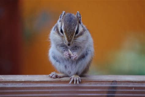 images pet food park mammal squirrel hamster rodent fauna