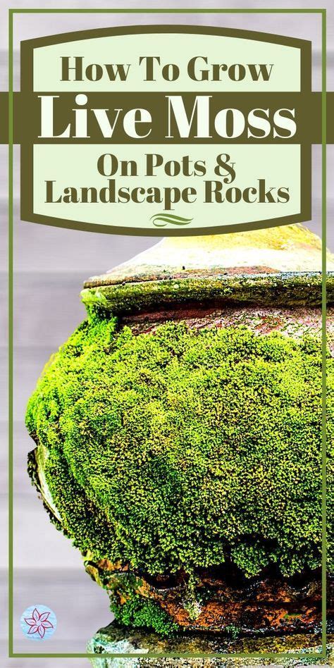 How To Grow Moss On Pots And Rocks Container Water Gardens Growing