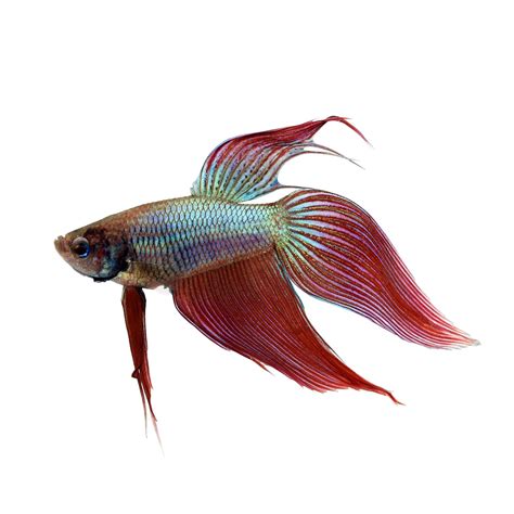 Male Veiltail Betta Petco