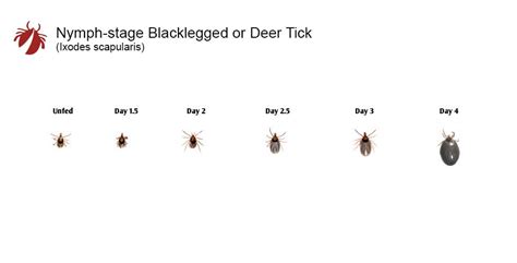 Tick Growth Comparison Charts Tickencounter