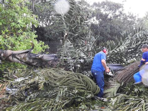 Defesa Civil Estima Que Tempestade Derrubou 100 árvores Em Araraquara