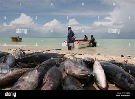 Fisherman On The Beach On The Island Of Kiribati In The Pacific Ocean