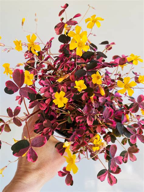 Oxalis Vucanicola crazy plum – Osez Planter Ca Pousse