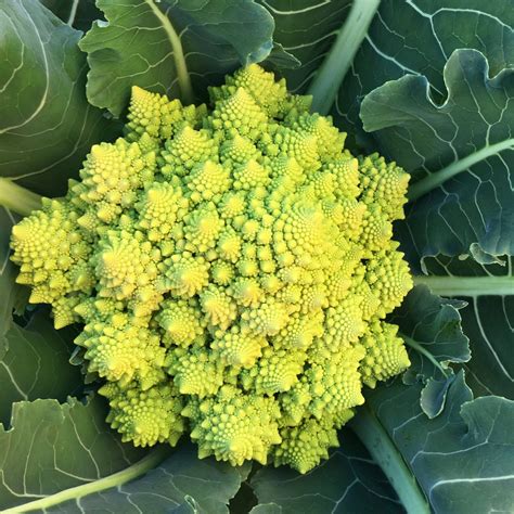 Tomorrowseeds Romanesco Cauliflower Seeds 200 Count Packet Brassica Italian Roman