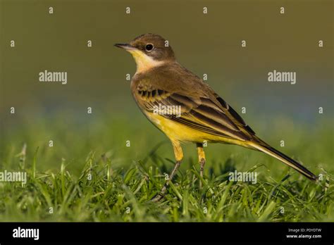 Black Headed Wagtail Motacilla Flava Feldegg Stock Photo Alamy