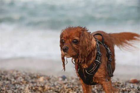 Hundeeier Som Ikke Plukket Opp Etter Seg Ble Sporet Opp Ved Hjelp Av