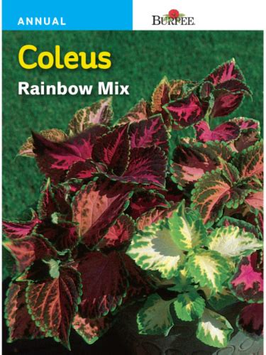 Burpee Coleus Rainbow Mix Seeds 1 Ct QFC