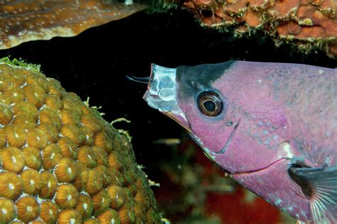 Creole Wrasse With Cleaning Goby 5 Photograph By Robert Wrenn Pixels