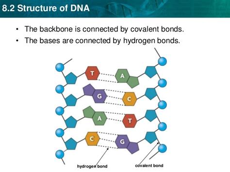 The Structure Of Dna