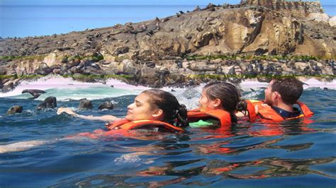 Islas Palomino Swimming With Sea Lions GetYourGuide