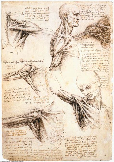 Leonardo Da Vinci Les Tudes Anatomiques De La Accotement Ideias