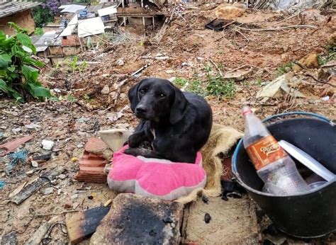 Feira de adoção animais vítimas das tragédias de Petrópolis